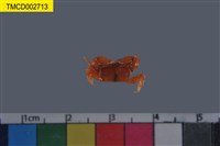 藏品(角眼切腹蟹)的圖片